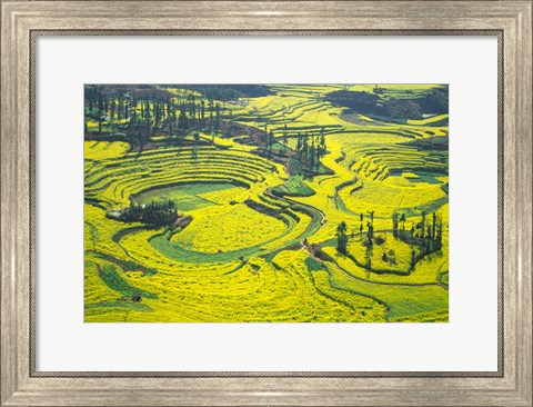 Framed Yellow Rape Flowers Cover Qianqiou Terraces, China Print