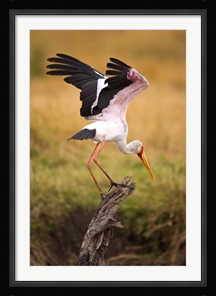 Framed Yellow-Billed Stork Readying for Flight, Maasai Mara, Kenya Print