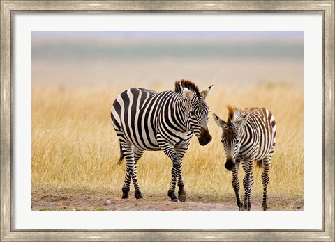 Framed Zebra and Juvenile Zebra on the Maasai Mara, Kenya Print