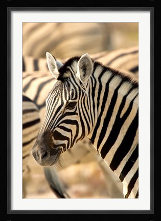 Framed Zebra at Namutoni Resort, Namibia Print
