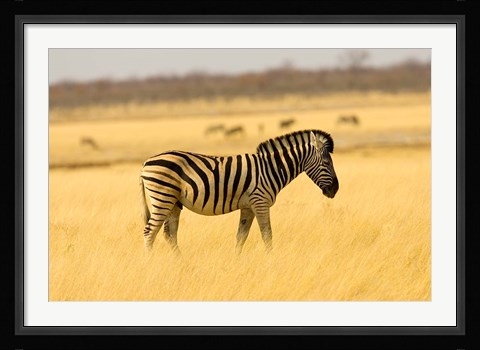 Framed Zebra in Golden Grass at Namutoni Resort, Namibia Print