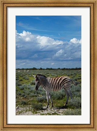 Framed Young Burchells zebra, burchellii, Etosha NP, Namibia, Africa. Print