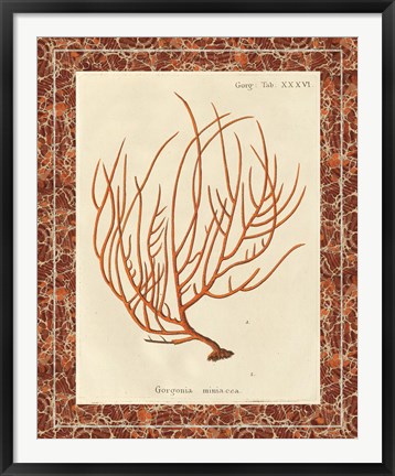 Framed Gorgonia Miniacea Marble Print