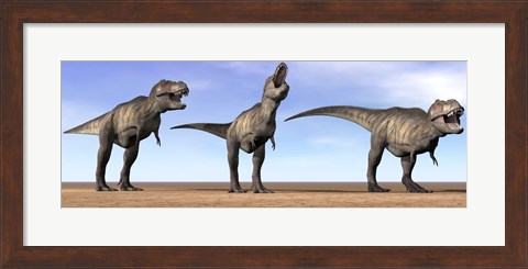 Framed Three Tyrannosaurus Rex dinosaurs standing in the desert Print