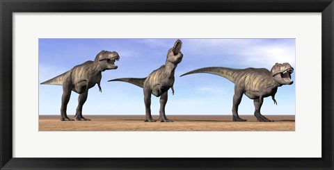 Framed Three Tyrannosaurus Rex dinosaurs standing in the desert Print