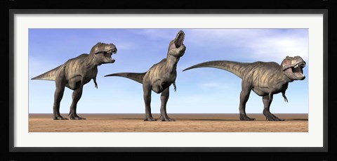 Framed Three Tyrannosaurus Rex dinosaurs standing in the desert Print