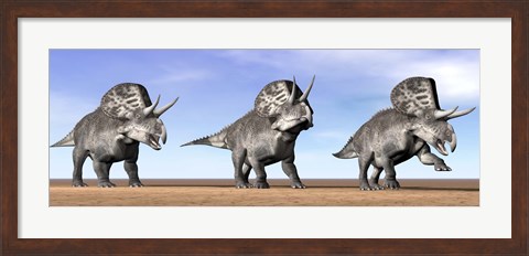 Framed Three Zuniceratops standing in the desert Print