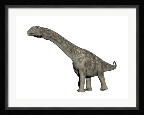 Framed Argentinosaurus dinosaur, white background Print
