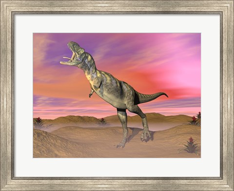 Framed Aucasaurus dinosaur roaring in the desert by sunset Print