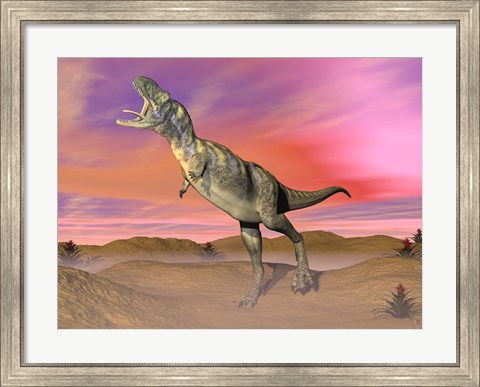 Framed Aucasaurus dinosaur roaring in the desert by sunset Print