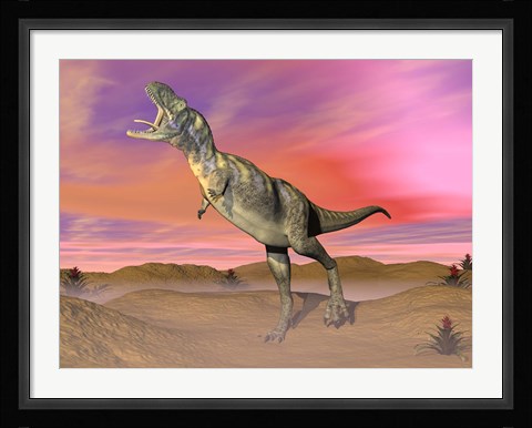 Framed Aucasaurus dinosaur roaring in the desert by sunset Print