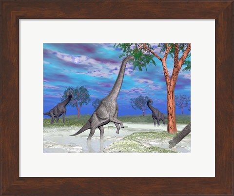 Framed Brachiosaurus dinosaurs grazing on trees Print