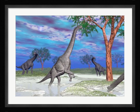 Framed Brachiosaurus dinosaurs grazing on trees Print
