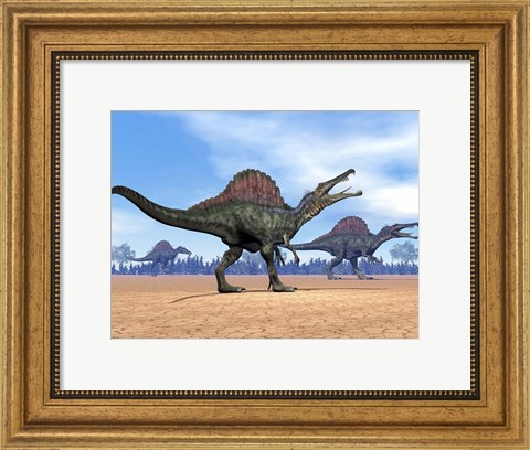 Framed Three Spinosaurus dinosaurs walking in the desert Print