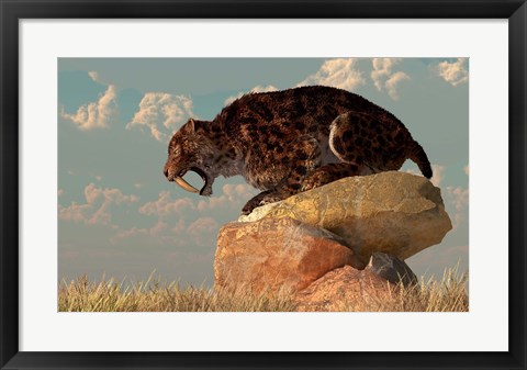 Framed Smilodon sits on a rock surrounded by golden fall fields Print