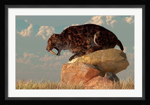 Framed Smilodon sits on a rock surrounded by golden fall fields Print