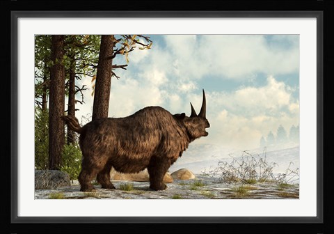 Framed woolly rhinoceros trudges through the snow, Pleistocene epoch Print