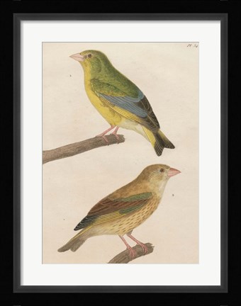 Framed Sylvains I Print