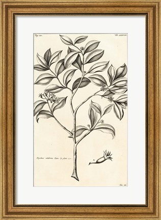 Framed Tropical Leaf Study I Print