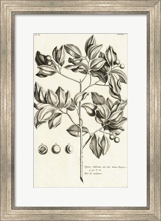 Framed Tropical Leaf Study II Print
