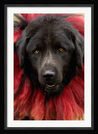 Framed Dog, Horse Racing Festival, Zhongdian, Yunnan, CHINA Print