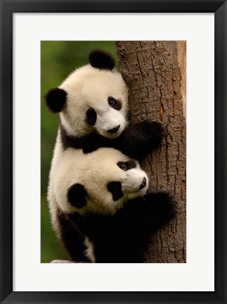 Framed Giant Panda Babies, Wolong China Conservation and Research Center for the Giant Panda, Sichuan Province, China Print