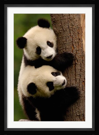 Framed Giant Panda Babies, Wolong China Conservation and Research Center for the Giant Panda, Sichuan Province, China Print