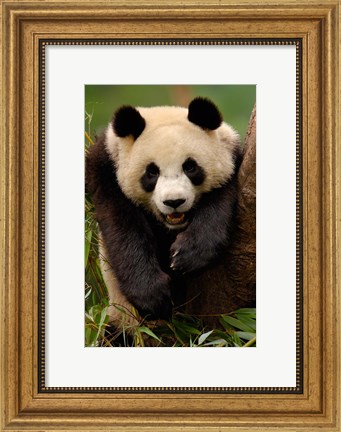 Framed Giant panda bear Print