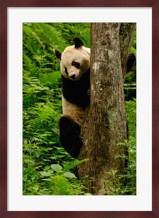 Framed Giant panda bear Climbing a Tree Print