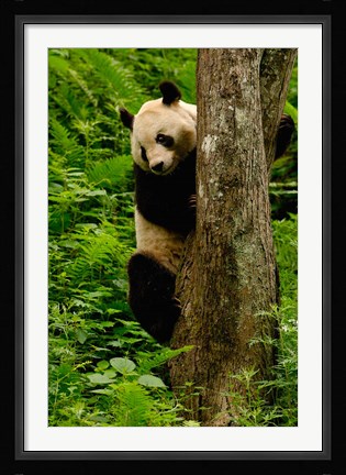 Framed Giant panda bear Climbing a Tree Print
