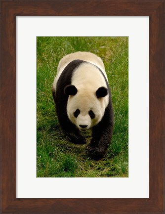 Framed Giant Panda Walking Print