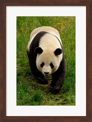 Framed Giant Panda Walking Print