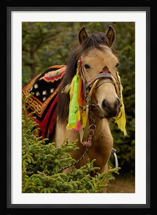 Framed Horse at the Horse Racing Festival, Zhongdian, Deqin Tibetan Autonomous Prefecture, Yunnan Province, China Print