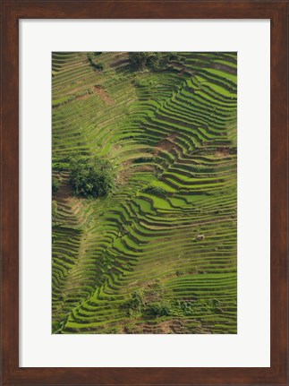 Framed Rice Terraces of the Ailao Mountains, China Print