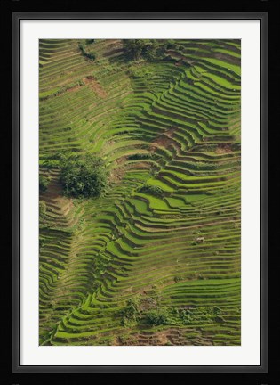 Framed Rice Terraces of the Ailao Mountains, China Print