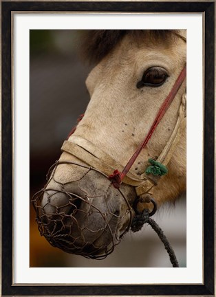 Framed Tibetan Horse, China Print