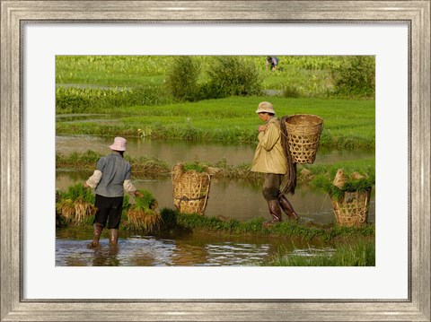 Framed Bai Minority Carrying Rice Plants in Baskets, Jianchuan County, Yunnan Province, China Print