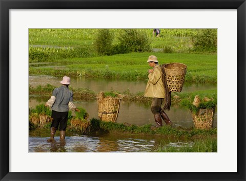 Framed Bai Minority Carrying Rice Plants in Baskets, Jianchuan County, Yunnan Province, China Print