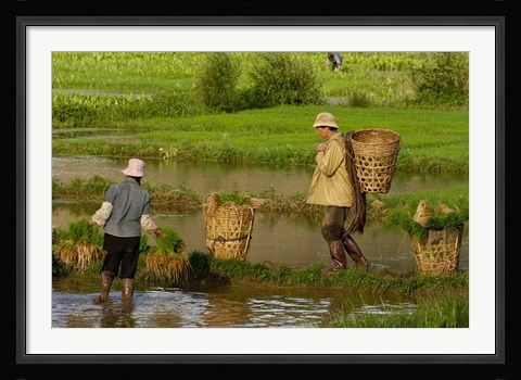 Framed Bai Minority Carrying Rice Plants in Baskets, Jianchuan County, Yunnan Province, China Print