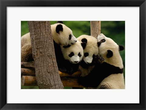 Framed Four Giant panda bears Print