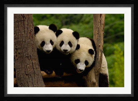Framed Three Giant panda bears Print