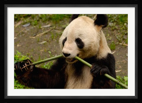 Framed Giant Panda Eating Bamboo Print