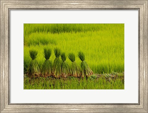 Framed Rice Field, China Print