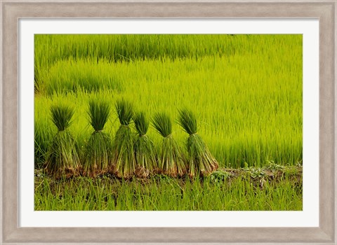 Framed Rice Field, China Print