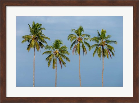 Framed Coconut trees in Backwaters, Kerala, India Print
