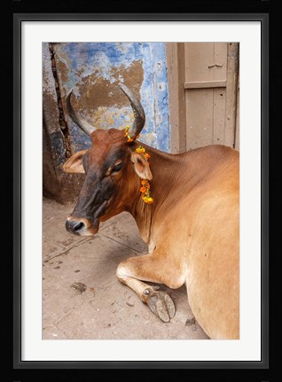Framed Cow withFflowers, Varanasi, India Print