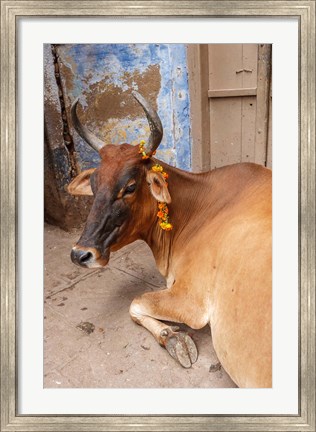 Framed Cow withFflowers, Varanasi, India Print