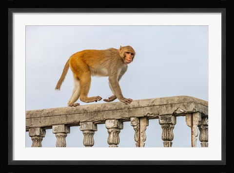 Framed Monkey, Varanasi, India Print