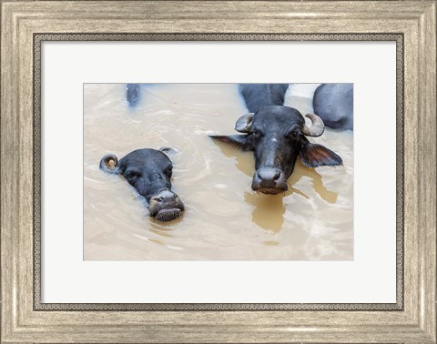Framed Water Buffalo in Ganges River, Varanasi, India Print