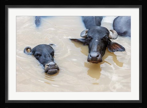 Framed Water Buffalo in Ganges River, Varanasi, India Print